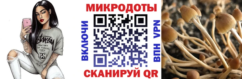 дарнет шоп  Оса  Галлюциногенные грибы Cubensis 